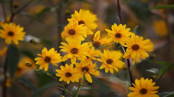 Arnica